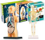 Teng Xin - Explore Science Bone Assembly
